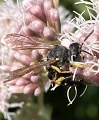 Cerceris rybyensis