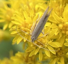 Crambus