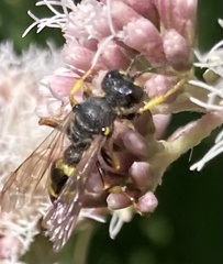 Cerceris rybyensis