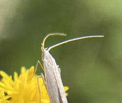 Crambus