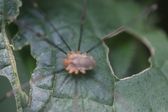 Opilio canestrinii