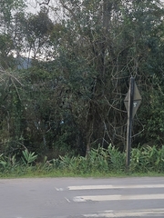 Hedychium coronarium