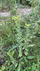 Solidago rigida