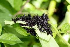 Pyrgomorphidae