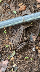 Lithobates