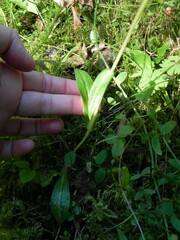 Dactylorhiza viridis