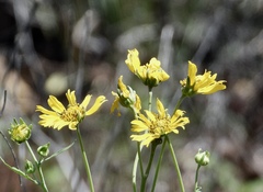 Verbesina encelioides