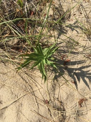 Solidago sempervirens