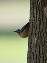 Sitta europaea