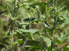 Verbesina encelioides