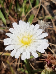 Malacothrix saxatilis