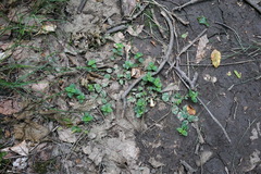 Veronica serpyllifolia