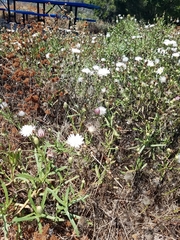 Malacothrix saxatilis