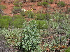 Verbesina encelioides