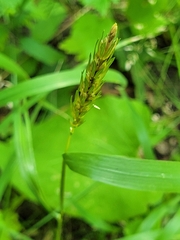 Elymus virginicus