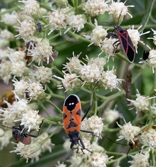 Lygaeus reclivatus