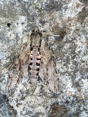 Agrius convolvuli