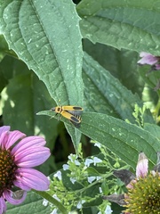 Chauliognathus pensylvanicus