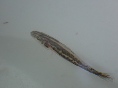 Cynoscion nebulosus