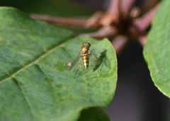 Condylostylus caudatus