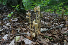 Monotropa hypopitys