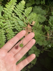 Geum