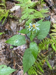Eurybia