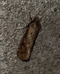Acrolophus popeanella