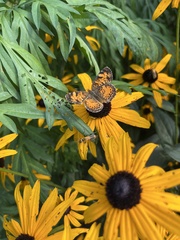Phyciodes cocyta