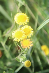 Pulicaria dysenterica