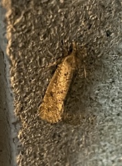 Acrolophus popeanella