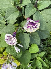 Datura metel
