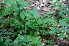 Euphorbia stricta