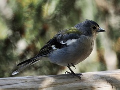 Fringilla coelebs maderensis