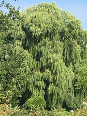 Salix babylonica