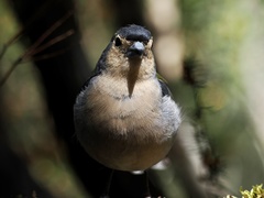 Fringilla coelebs maderensis