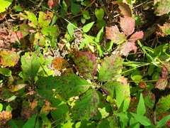 Parthenocissus inserta