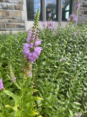 Physostegia