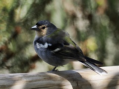 Fringilla coelebs maderensis