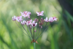 Butomus umbellatus