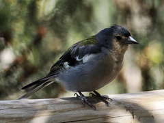 Fringilla coelebs maderensis