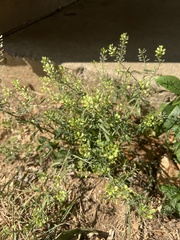 Lepidium virginicum