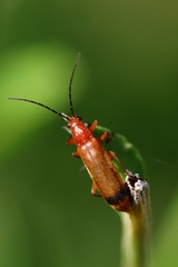 Rhagonycha fulva