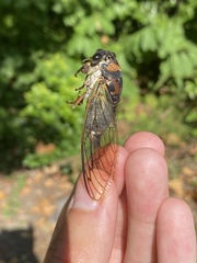 Neotibicen lyricen