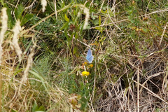 Polyommatus bellargus