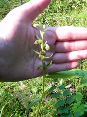 Dactylorhiza viridis