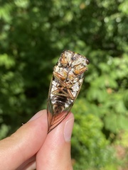 Neotibicen lyricen