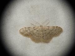 Idaea cervantaria