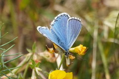Polyommatus bellargus