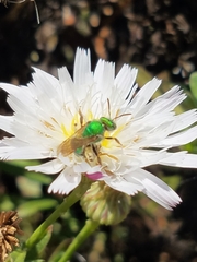 Agapostemon